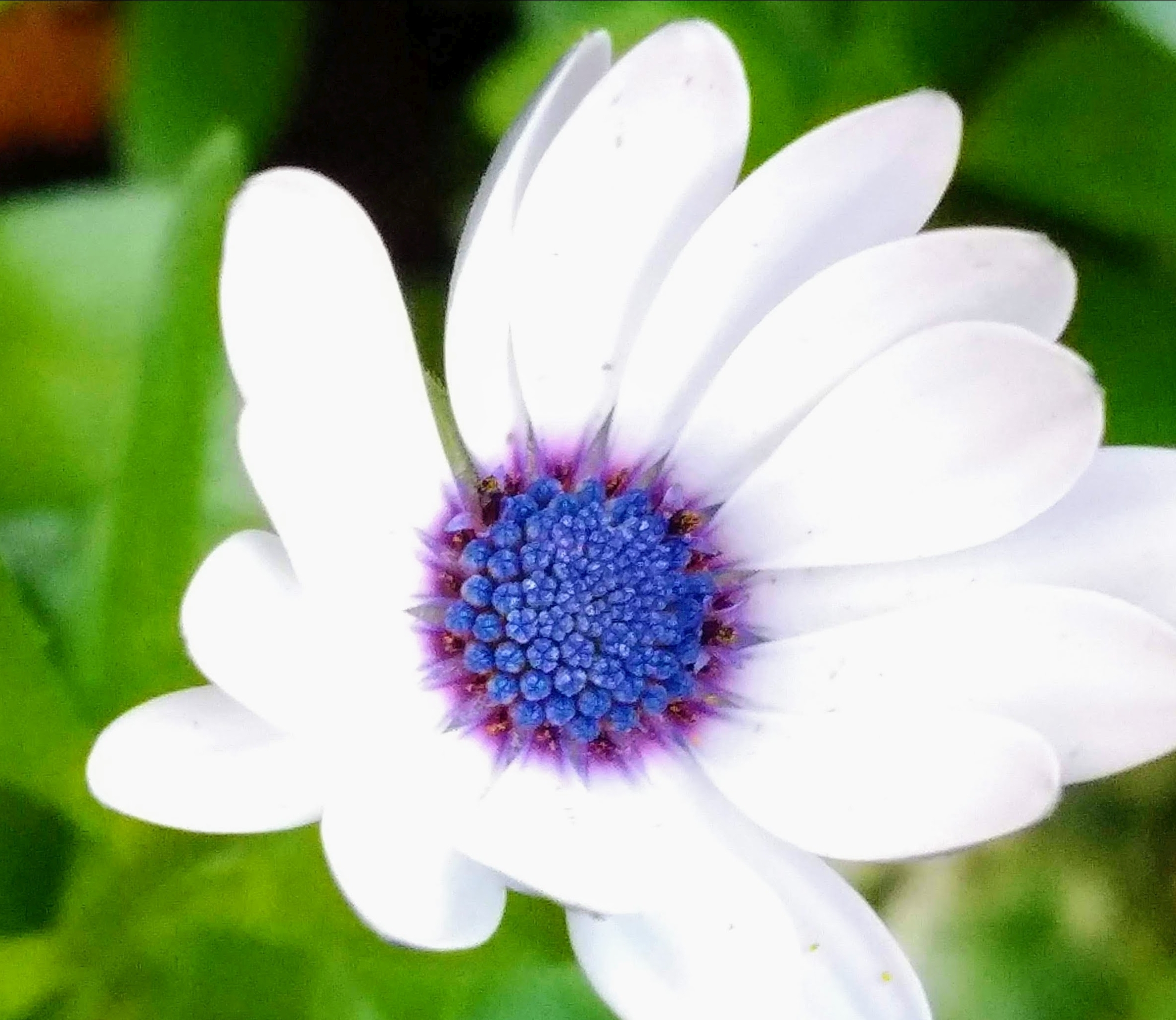 Blume
